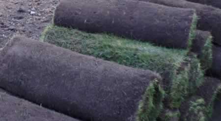 4 Grades of Lawn Turf